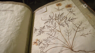 Vroege Vogels in de klas : Het herbarium