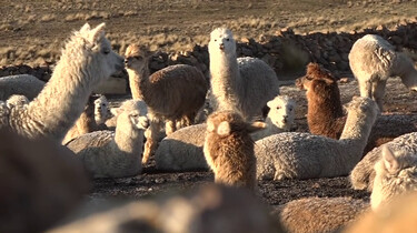 Hoe maak je alpacawol?: Scheren, spinnen en verven
