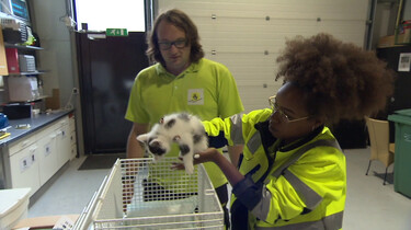 Wat doet de dierenambulance?: Vrijwilligers die dieren redden en verplegen