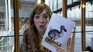 Het Klokhuis: Dodo