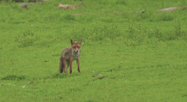 Vossen in Nationaal Park Nieuw Land: Een vossenburcht op de grasvlakte