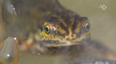 Vroege Vogels in de klas : Salamanders 