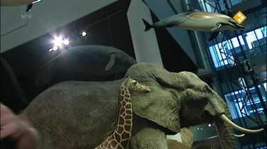 Het Klokhuis: Prehistorische dieren