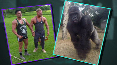 Hoe sterk is een gorilla?