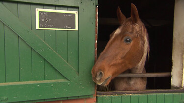 Wat is een paardenrusthuis?: Rustplek voor bejaarde paarden