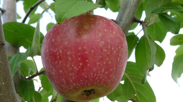 Hoe worden appels geteeld?: Een kijkje in een moderne boomgaard