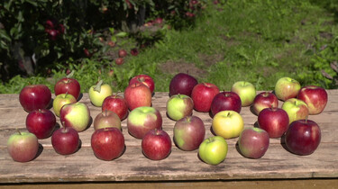 Hoe worden nieuwe appelsoorten gemaakt?: Appels kruisen voor de mooiste kleur en lekkerste smaak