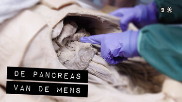 De Binnendienst: De pancreas van een mens
