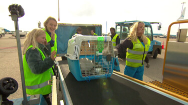 Waar blijven dieren tijdens een overstap op een vliegveld?