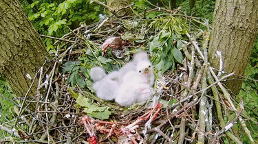 Vroege Vogels in de klas : Roofvogels in Nederland