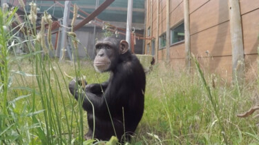 Hoe worden dieren verzorgd bij stichting AAP? 
