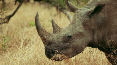 Ersin in Wonderland in de klas: Krugerpark, Zuid-Afrika