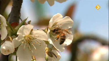 Het Klokhuis: Bijen
