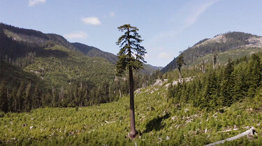 Tegenlicht in de klas: Het belang van bossen