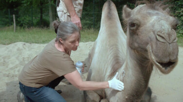 Wat doet een dierenarts in een dierentuin?