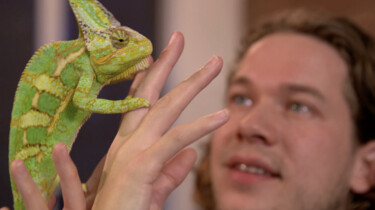 Het Klokhuis: Reptielen