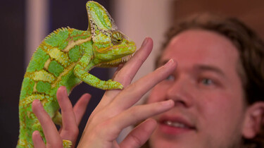 Wat maakt een reptiel een reptiel?: Oeroude dieren met schubben