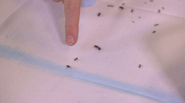 Kun je mieren tegenhouden met een krijtje?: Een echte mier laat zich niet zomaar tegenhouden