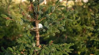 Wat is een duurzame kerstboom?