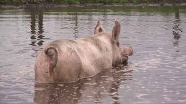 Waarom houden varkens van modder?: Een verkoelend modderbad