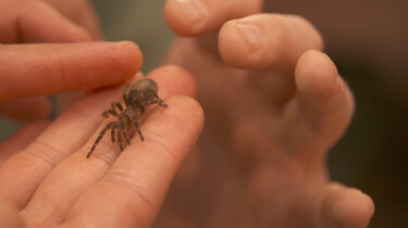 Baby vogelspin