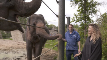 De poep van een Aziatische olifant