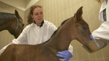 Paardenziekenhuis