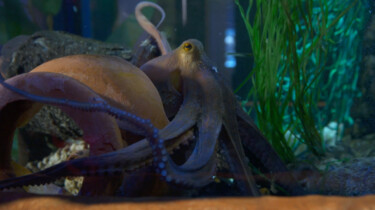 Poep van een octopus