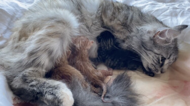 Geboorte van kittens