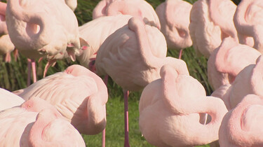 Waarom staan flamingo’s vaak op één been?: Om warm te blijven en energie te besparen