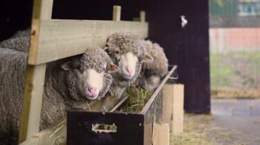 Hoe maak je een duurzame wollen trui?: Van schapenwol uit Nederland