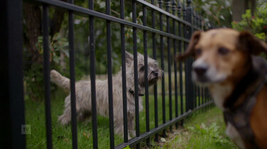 EenVandaag in de klas : Honden uitlaten