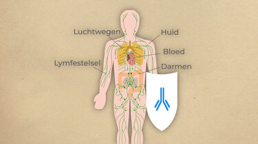 Wat is je immuunsysteem?