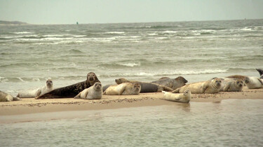 Hoe gaat het met de zeehond in Nederland?