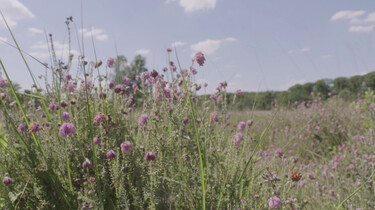Wat zijn de gevolgen van langdurige droogte?: De impact van hitte op de natuur