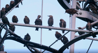 Vroege Vogels in de klas : Spreeuwen