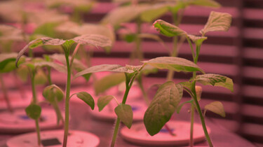 Waarom hebben sommige planten zwavel nodig?: Planten groeien beter op zwavellimonade