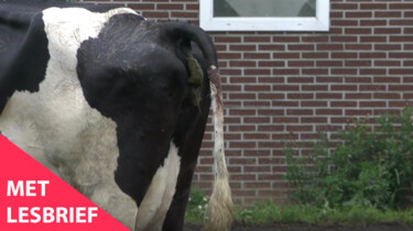 Nieuwsuur in de klas: Mestoverschot