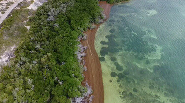 Drijvend onkruid op Bonaire: Sargassum bedreigt de biodiversiteit