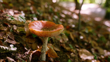 Waar komen paddenstoelen vandaan?: Vruchten van schimmelnetwerken