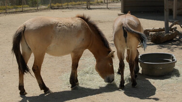 De Kennis van Nu in de klas: Het klonen van przewalskipaarden