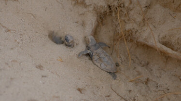 De toekomst van de zeeschildpad: Beschermers helpen jonge schildpadjes een handje