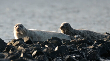 Hebben we over 10 jaar nog zeehonden?: Het gaat niet goed met zeehonden in Nederland