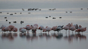 Flamingo's in Nederland: Overwinteren in de Grevelingen