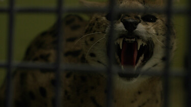 De serval is een wilde kat: Waarom je beter een ander huisdier kan kiezen