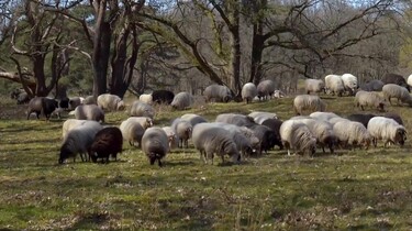 Vroege Vogels in de klas: Strubbenbossen in Drenthe