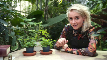 Bewegende planten: Ze bewegen uit zichzelf!