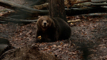 Kunnen circusberen nog terug het wild in?: In het berenbos kunnen beren tot rust komen
