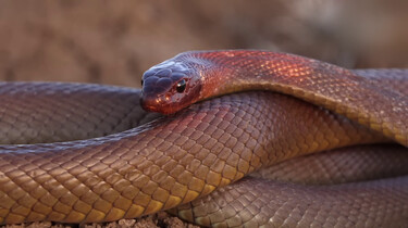 De inlandtaipan uit Australië