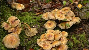 Nieuws uit de natuur: Voedselvoorraad